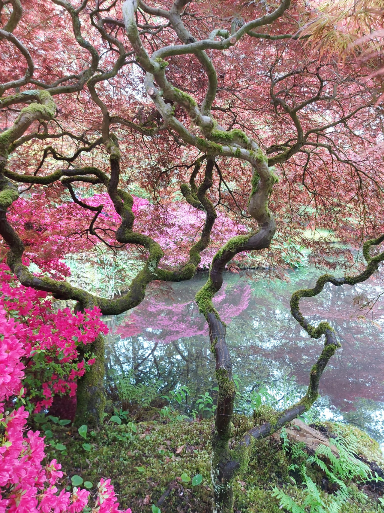 Japanse Tuin De Japanse Tuin ligt in het midden van landgoed Clingendael